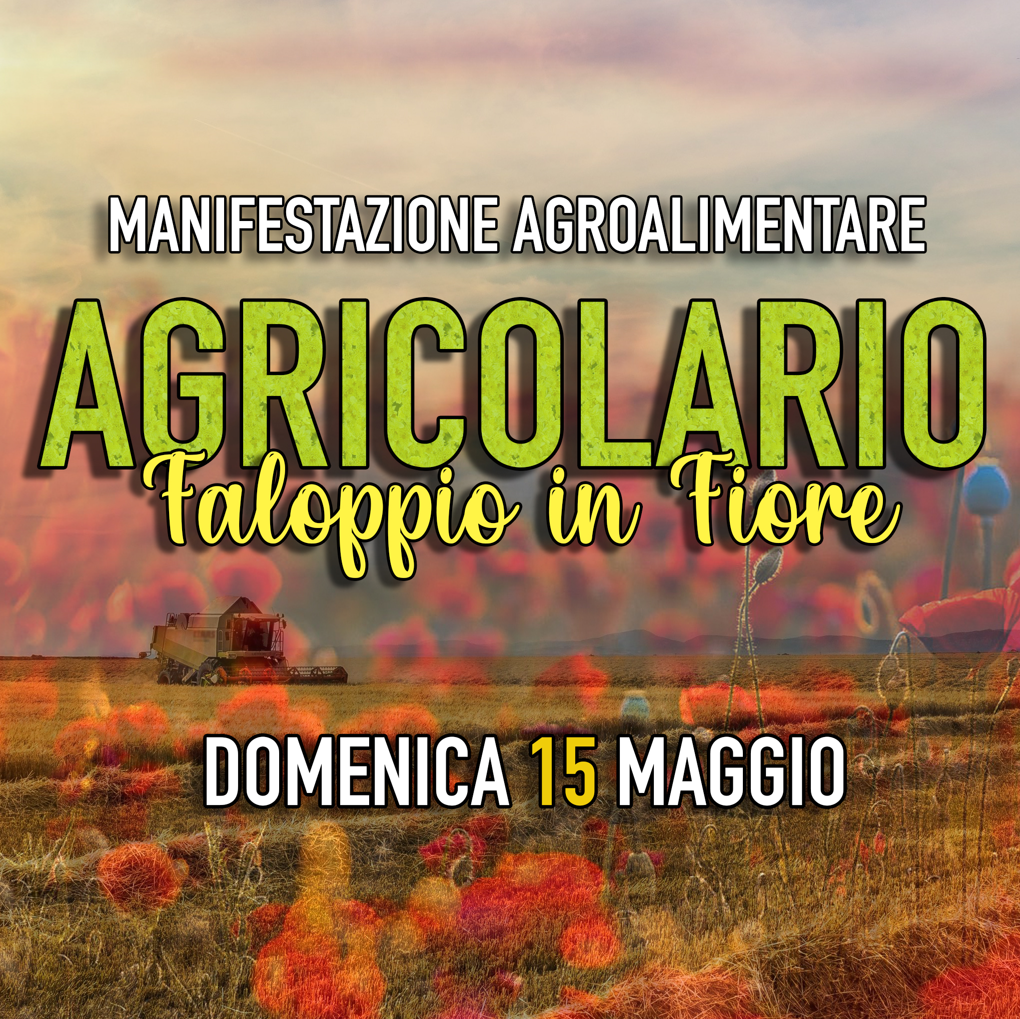 Immagine non trovata